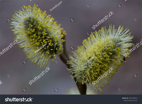 Pussy Willow Branch Catkins On Blurred Stock Photo