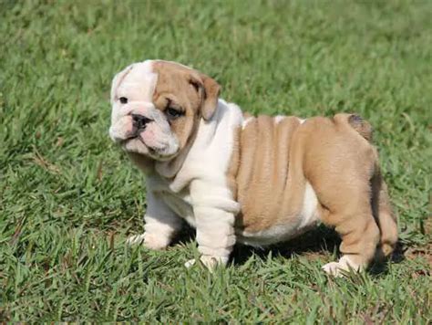 English Bulldog Puppies For Sale