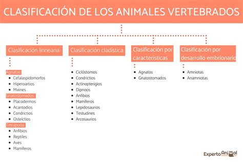 Los Animales Vertebrados Clasificación Y Tipos De Vertebrados Porn