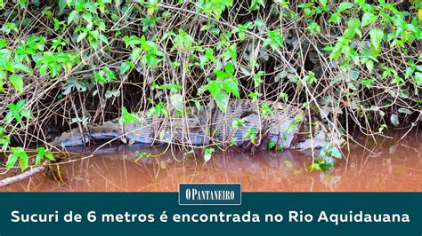 Sucuri gigante é encontrada digerindo presa no Rio Aquidauana YouTube