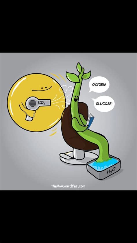 Photosynthesis Science Cartoons Biology Classroom Science Biology