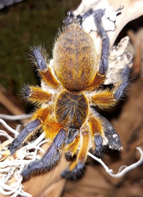 Harpactira Pulchripes 4dc Euro Spiders