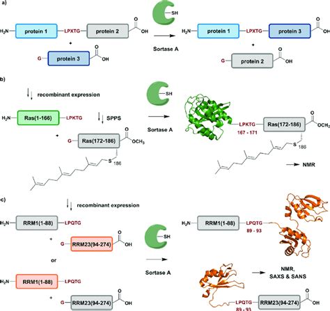 Sortase A Mediated Protein Ligation Sortagging For Segmental