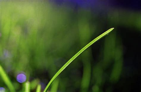 Blade of Grass Photograph by Lonnie Paulson - Fine Art America