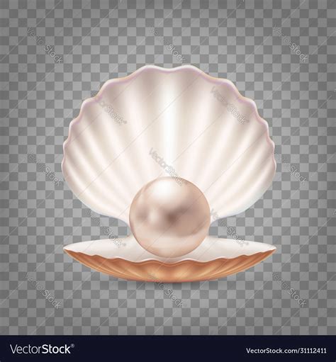 Open Seashell With A Pearl Inside Royalty Free Vector Image