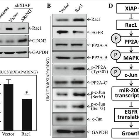 Xiap Bir Domain Inhibited Rac Expression And Subsequently Resulted In