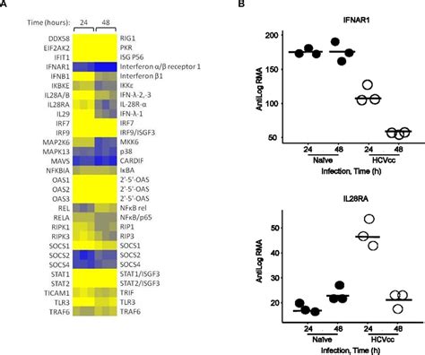 Hcv Infection Induces Transcriptional Down Regulation Of Ifnar In