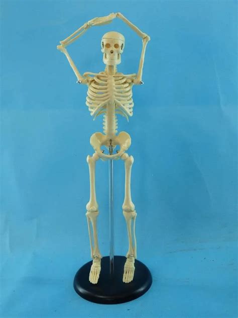 45cm Human skeleton model Medical Human specimens model free shipping-in Medical Science from ...