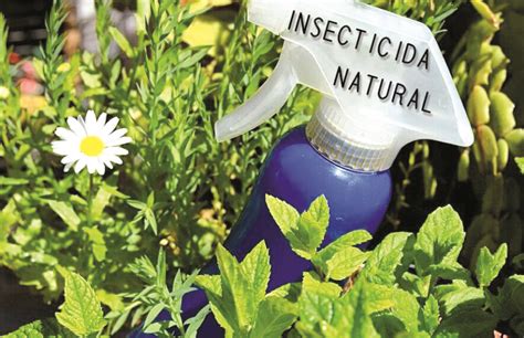 Aprende A Preparar Insecticidas Naturales El Men