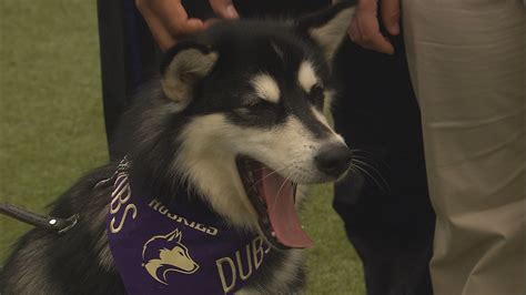 Husky mascot "Dubs" is all grown up | king5.com