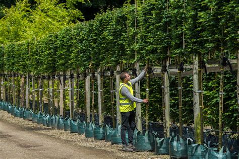 Wmp Planting Rootballed And Container Grown Hedging Wykeham Mature