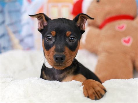 Miniature Pinscher Dog Male 2942656 Animal Kingdom Puppies N Love