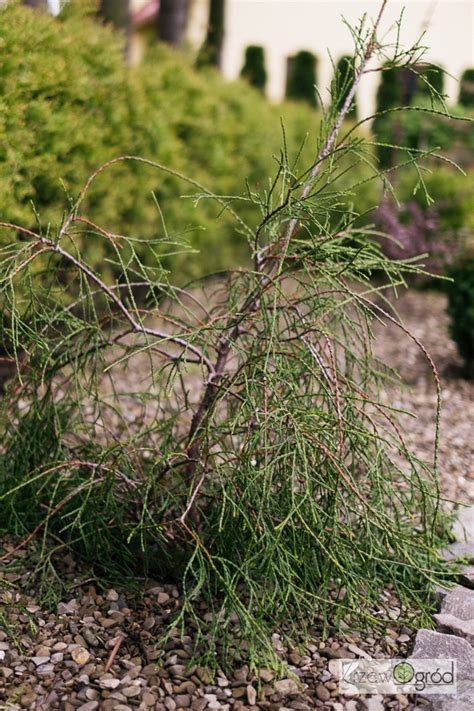 Ywotnik Zachodni Filiformis Thuja Occidentalis Krzewogr D