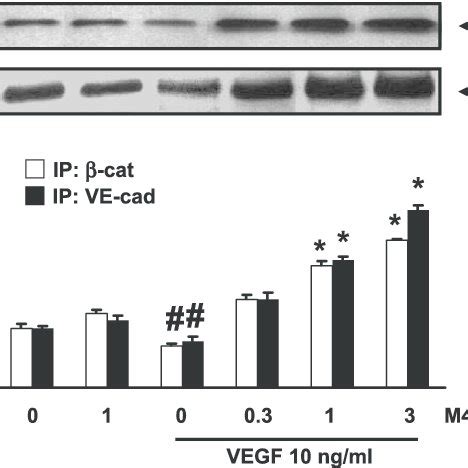 M475271 pretreatment augments VE cadherin β catenin association in