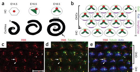 Ift88 Is Expressed In Primary Cilia In The Organ Of Corti A Schematic Download Scientific