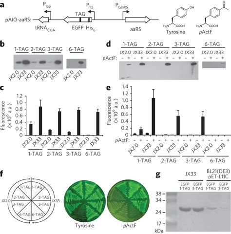 Rf Knockout Enables Incorporation Of Natural Or Unnatural Amino Acids