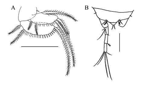 Cacoheterotanais Rogerbamberi Gen Et Sp N Holotype Male A Download Scientific Diagram