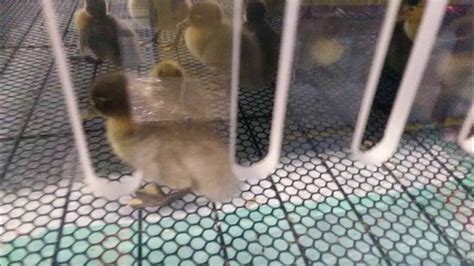 Baby Ducks At Tractor Supply Youtube