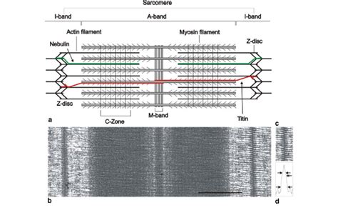 Striated Muscle Sarcomere A Schematic Diagram Showing The Main