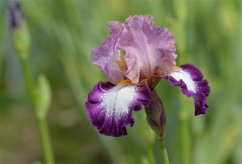 Top Types Of Iris For The Flower Garden