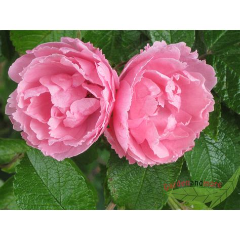 rosa Nelkenrose Pink Grootendorst robuste Strauch Rose kleine Blüten im