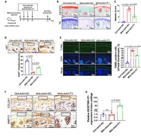 Figure 3 From ALKBH5 Mediated M6A Demethylation Of HS3ST3B1 IT1