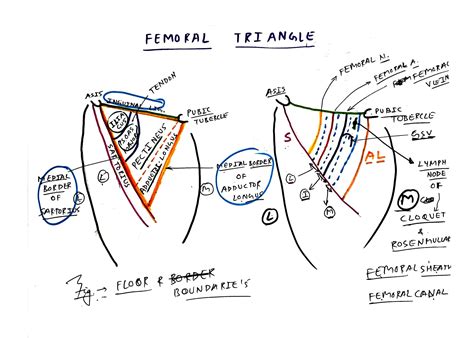 Femoral Canal Anatomy