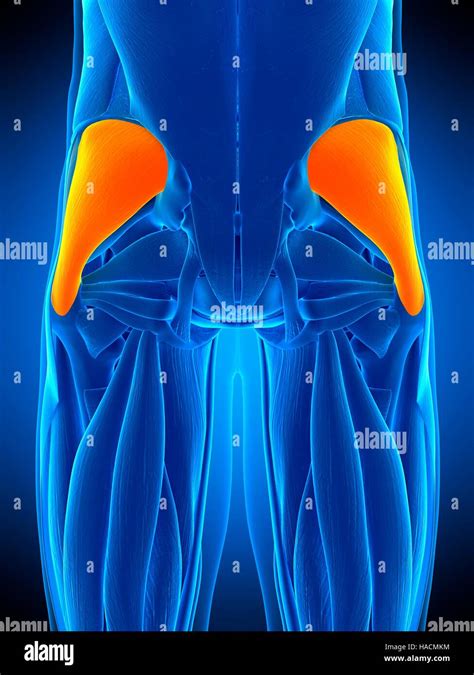 Illustration Of The Gluteus Medius Muscle Stock Photo Alamy