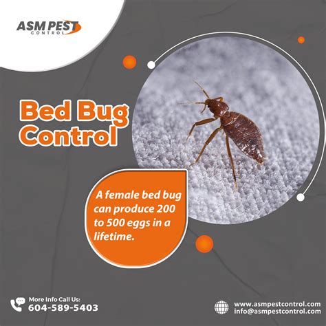 Call Asm Pest Control For Bed Bug Extermination Abbotsford