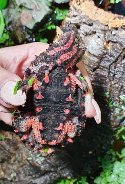 Chelus fimbratus orinocensis Fransenschildkröte Haltung