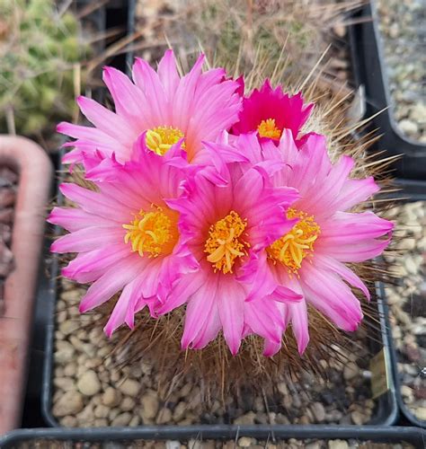 Thelocactus Macdowellii In Fiore Nella Bella Stagione Il Fiore Tra Le