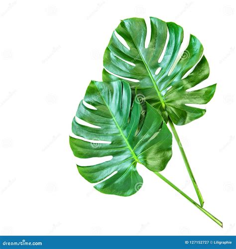 Monstera Leaves White Background Tropical Exotic Plant Stock Image