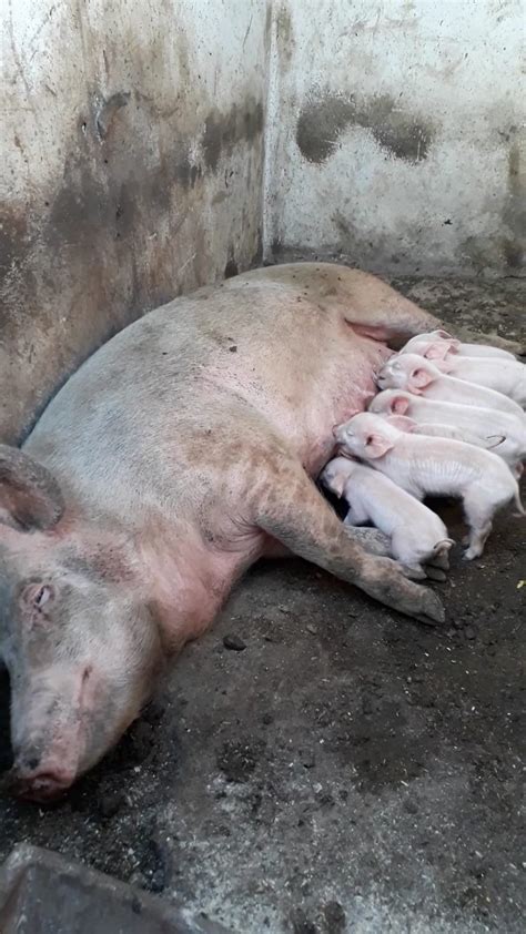 7 X Landrace Boar Piglets Available