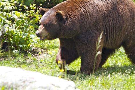 Grandfather Mountain Bear Flickr Photo Sharing