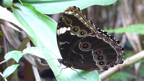 Fauna Brasileira Sertaneja BORBOLETA MORPHO SILVESTRE Inseto Mata