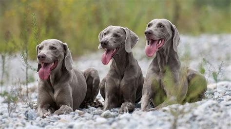 Weimaraner Price Temperament Life Span