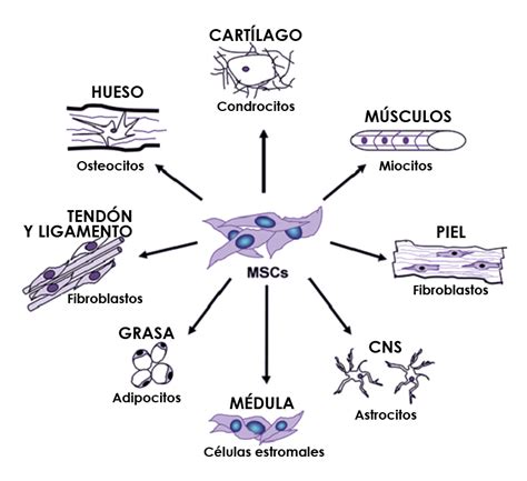 Entonces Embarazada Movilizar Caracteristicas De Las Celulas