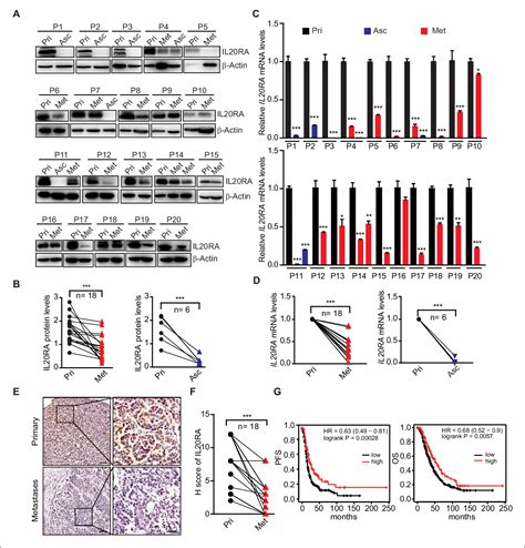 Figure From A Systematic Crispr Screen Reveals An Il Il Ra