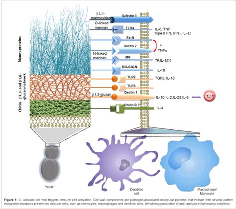 Glycobiology Cell Wall Triggers