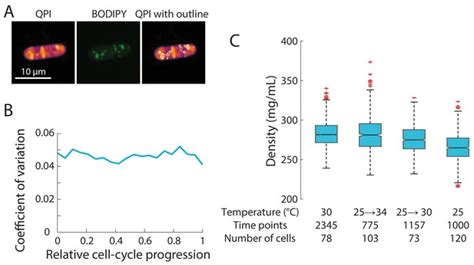 Figures And Data In Variations Of Intracellular Density During The Cell