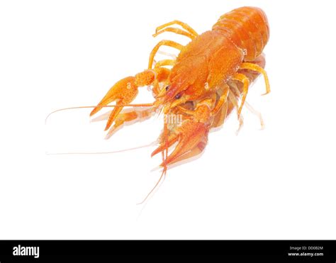 White Claw Crayfish Hi Res Stock Photography And Images Alamy