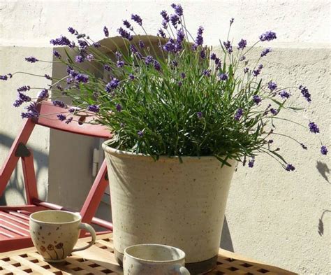 Choosing the Right Pot For Lavenders (With Examples) – Gardener Report