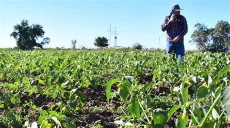 Frío En Sonora Campesinos Analizan Daños En Cultivos