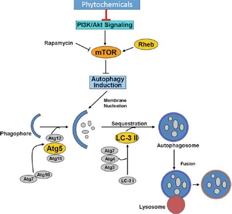 Role Of Autophagic Response Induced By Major Phytochemicals In Cancer