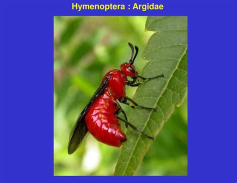 PPT - Order Hymenoptera PowerPoint Presentation, free download - ID:7046211