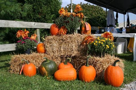 A Pumpkin Display at a Fall Festival Stock Image - Image of pumpkins, flowers: 1262793