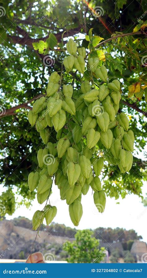 Soap Tree Koelreuteria Paniculata Fruits Of Unusual Shape Close Up