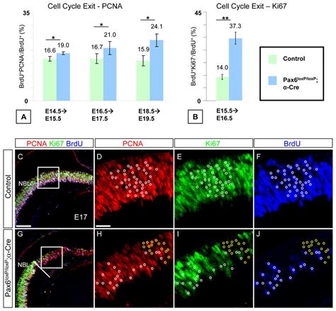 Neurogenic Pax Rpcs In The Pax Loxp Loxp Cre Retina Display