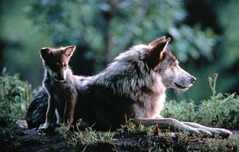 She Wolf Night: Mother wolf