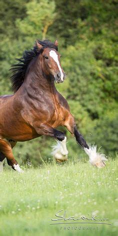 Dothan Dwynwen - Shire Draft Horse Breeds, Percheron, Suffolk Punch ...